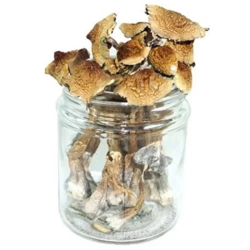 burmese-mushrooms Champignons « Burma » – Psilocybe cubensis - Image 1
