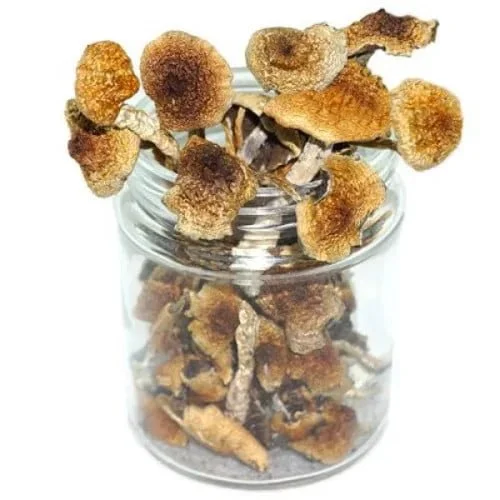 cambodian-mushrooms Champignon hallucinogène cambodgiens - Image 1